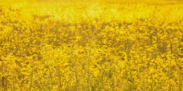 站在油菜花上跳舞究竟是哪首歌？