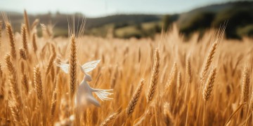 农田里的精灵究竟是哪首歌？