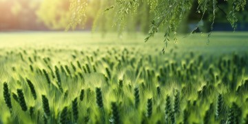 南风比你更温柔出自哪首歌？