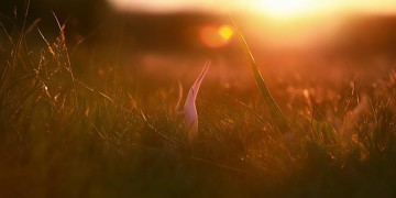 耳边的夕阳出自哪首歌？