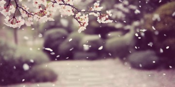 岁岁都平安出自哪首歌曲？