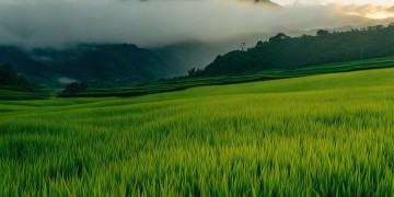 山顶还有稻田出自哪首歌？