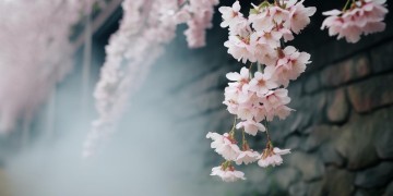 如果你曾苦过我的甜出自哪首歌？