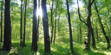 站在树尖看风景究竟是哪首歌？