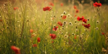 〈向往〉红歌创作背景究竟是怎样的？