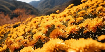 你看那满山的菊花出自哪首歌？