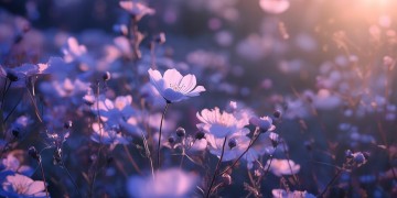 晚风中绽放的花究竟是哪首歌？