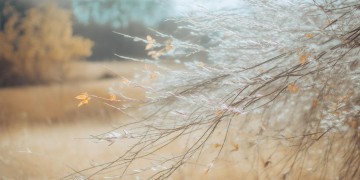 又是一年风儿吹究竟是什么歌？