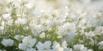 爱那纯白的茉莉花究竟是哪首歌？
