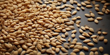 芝麻芝麻歌词出自哪首歌？