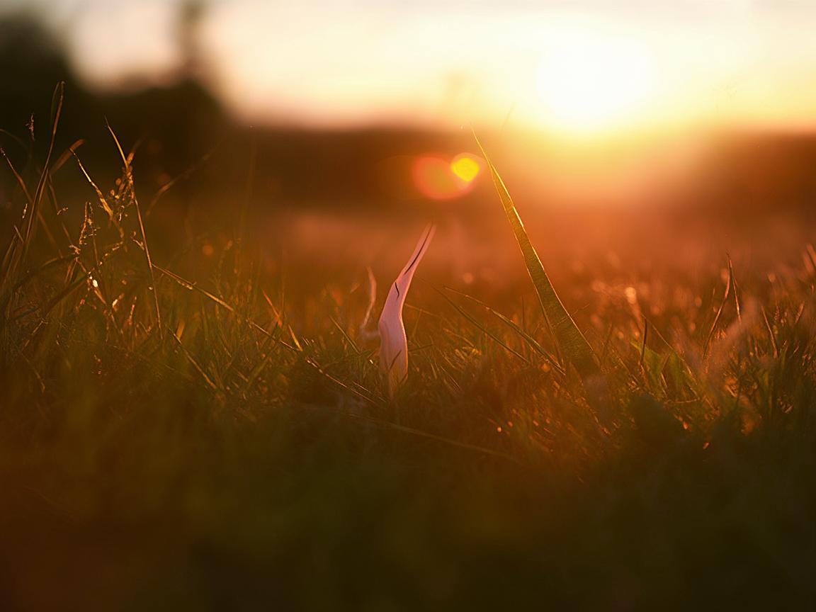耳边的夕阳出自哪首歌？